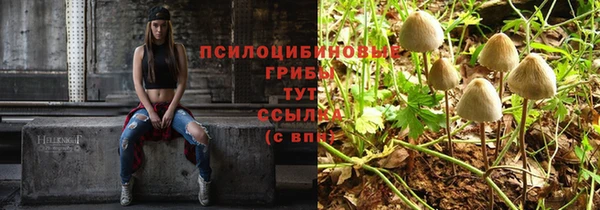 крисы Алзамай